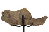 Hadrosaur (Edmontosaurus) Right Surangular Bone - Montana #244645-2